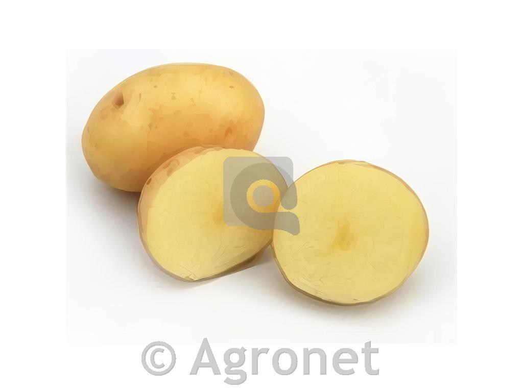 Krompir Maris Bard A 35/55 10kg