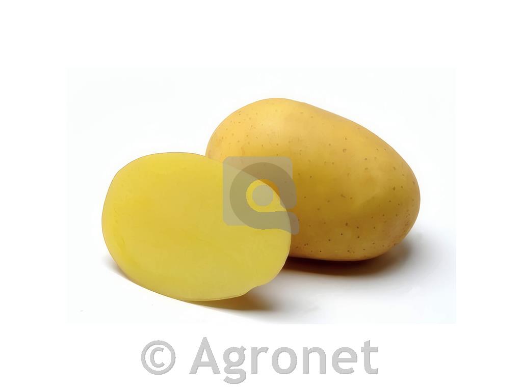 Krompir Marabel 100 gomoljev