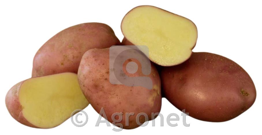 KROMPIR DESIREE A 35/55 5 KG POZEN