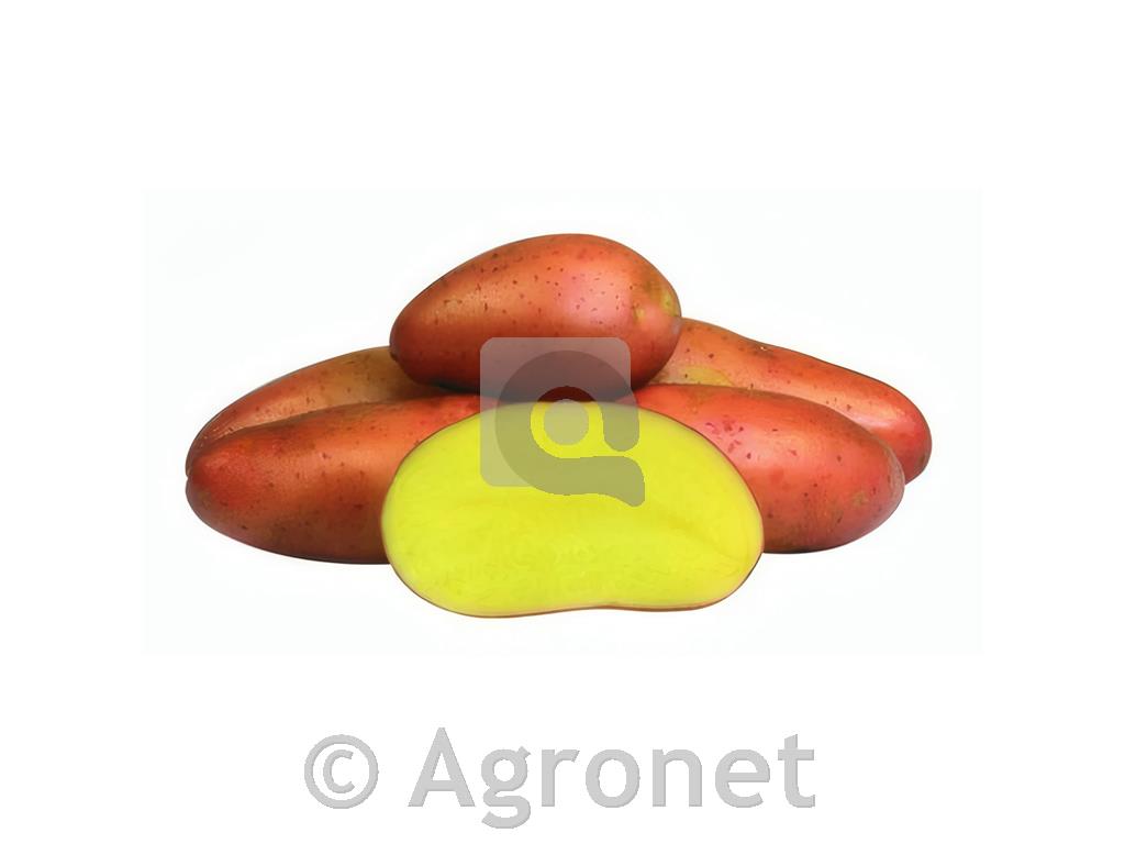 Krompir Red Fantasy 28/35 25 kg