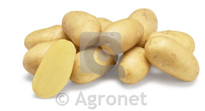 Krompir Swing A 28/35 25kg