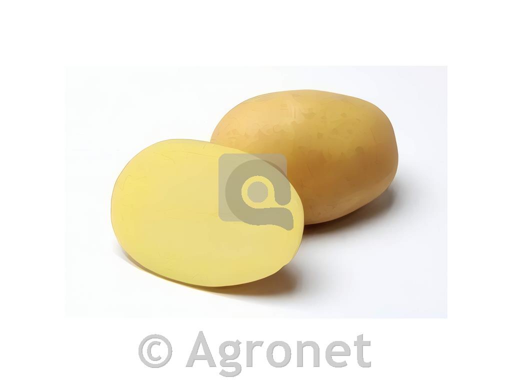 Krompir Concordia A35/55 10kg