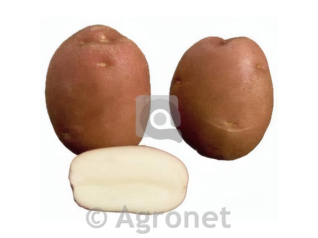 Krompir Monte Carlo A35/50 25kg