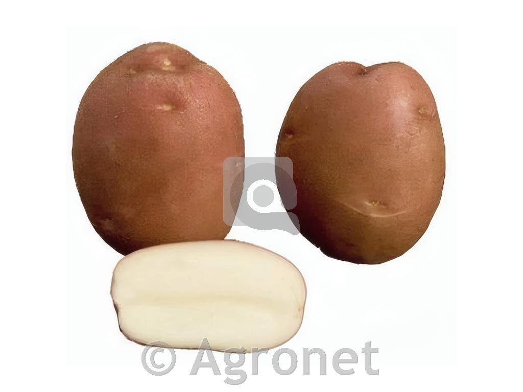 Krompir Monte Carlo A 28/35 25 kg