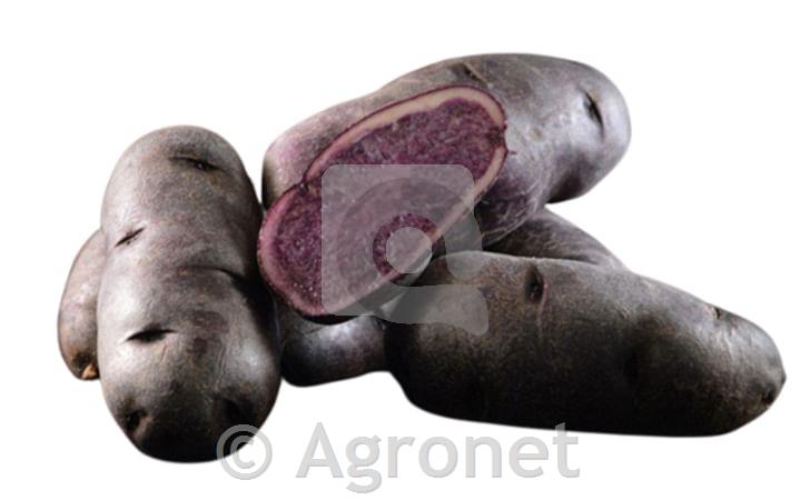 Krompir Bergerac A32/40 2,5kg
