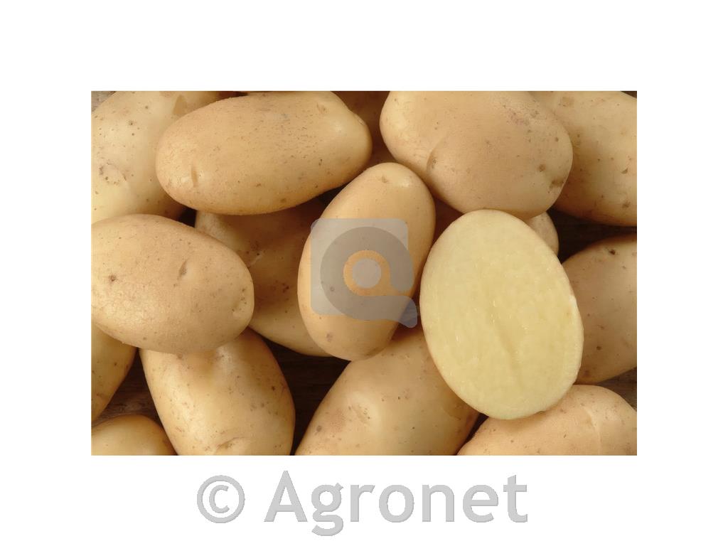 Krompir Bellini A35/55 10kg