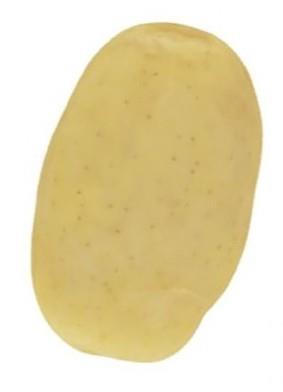 Krompir Camelia A 35/55 25 kg