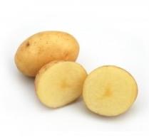 Krompir Colomba A 35/55 lg