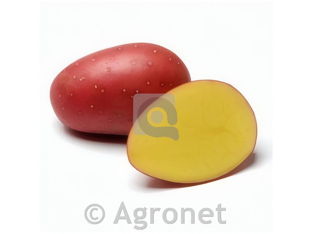 Krompir Mozart A 35/55 10 KG