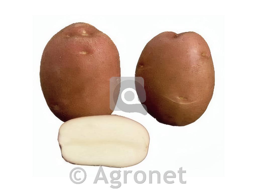 Krompir Monte Carlo A 28/35 10 kg