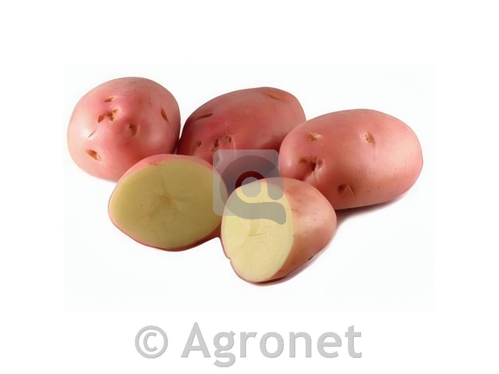 Krompir Romano E 28/35 25 kg