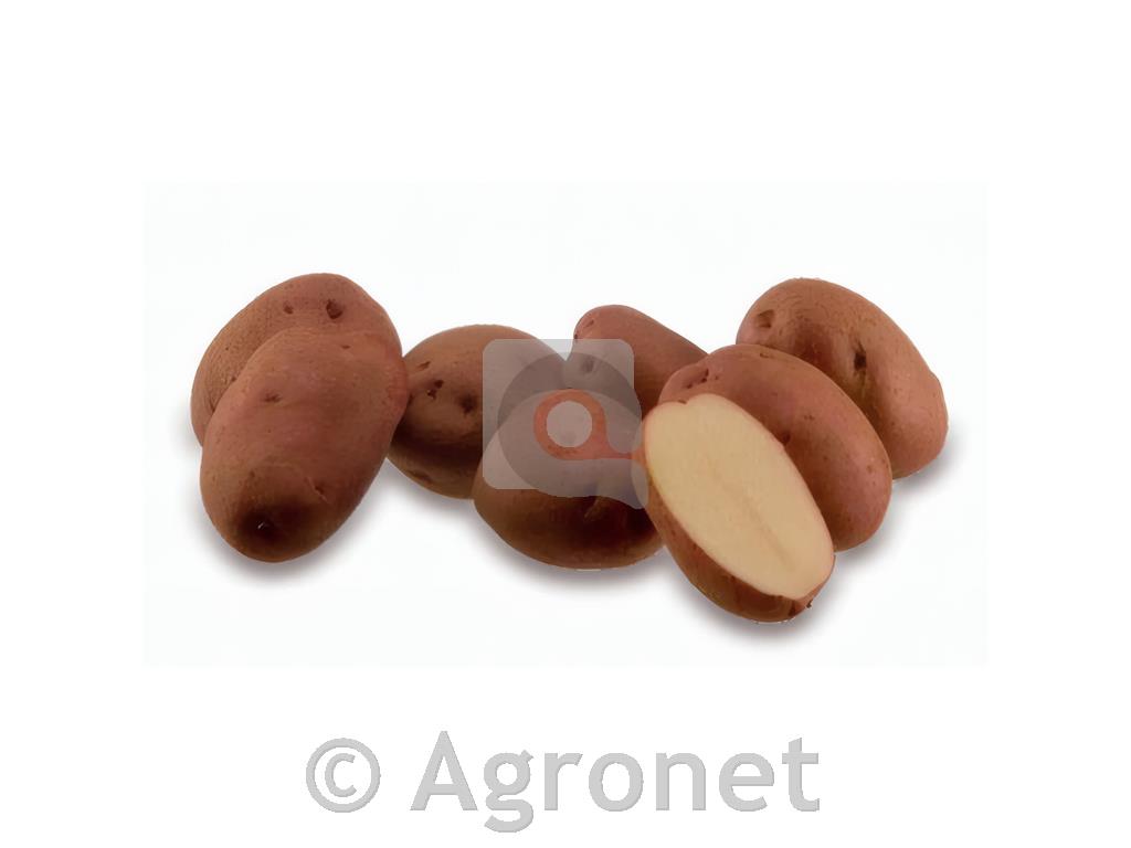 Krompir Rudolph A 35/55 25 kg