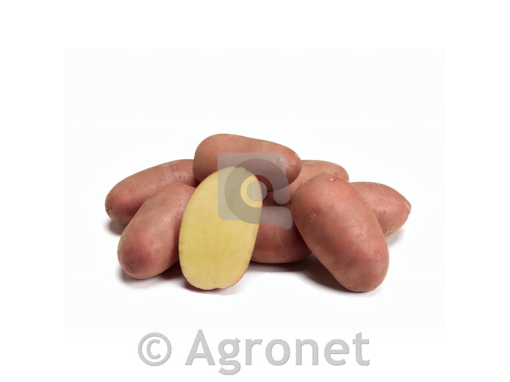 Krompir Alouette E 35/55 25 kg