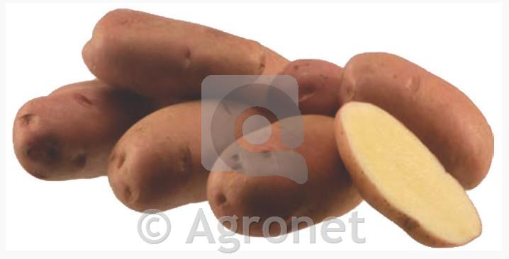 Krompir Desiree 28/35 100 gomoljev