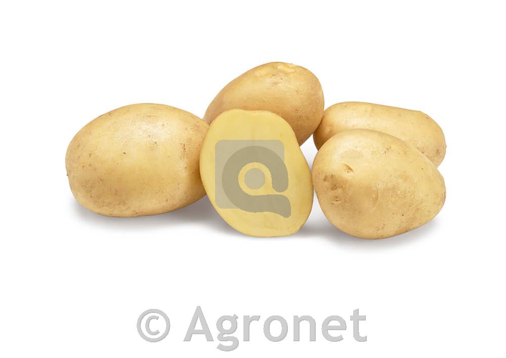 Krompir Severina A 38/55 25kg