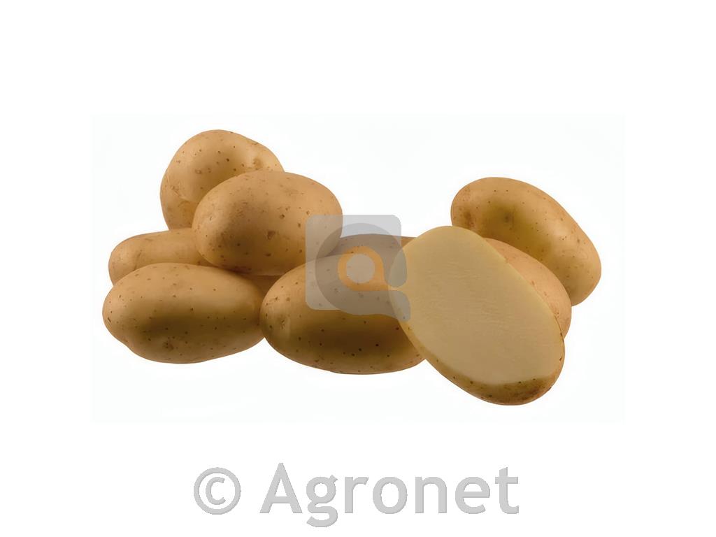 Krompir Arrow PI B 35/55 25 kg
