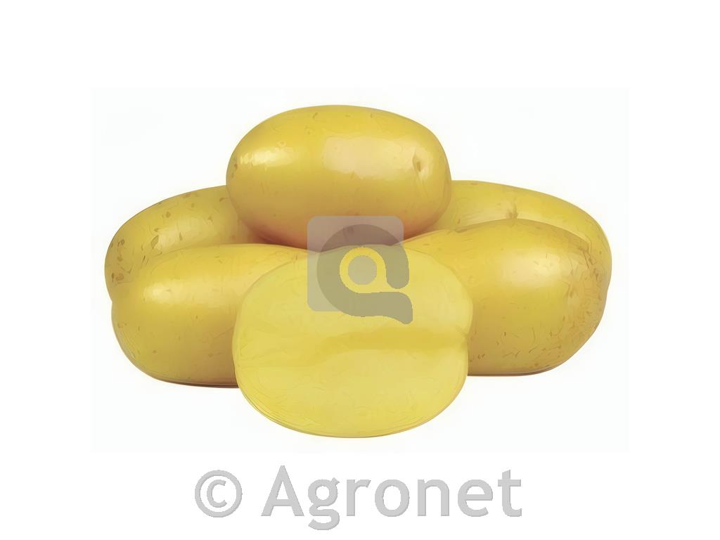 Krompir Anuscha A28/35 25kg