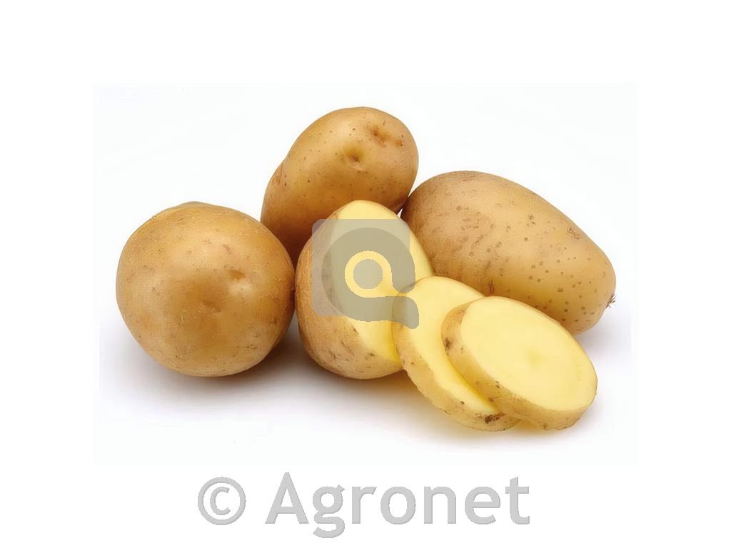 Krompir Univesa (100 gomoljev)