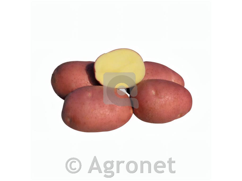 Krompir Bellarosa A 35/55 10 kg