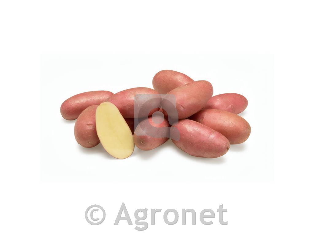 Krompir Rousseau A 28/35 3 kg