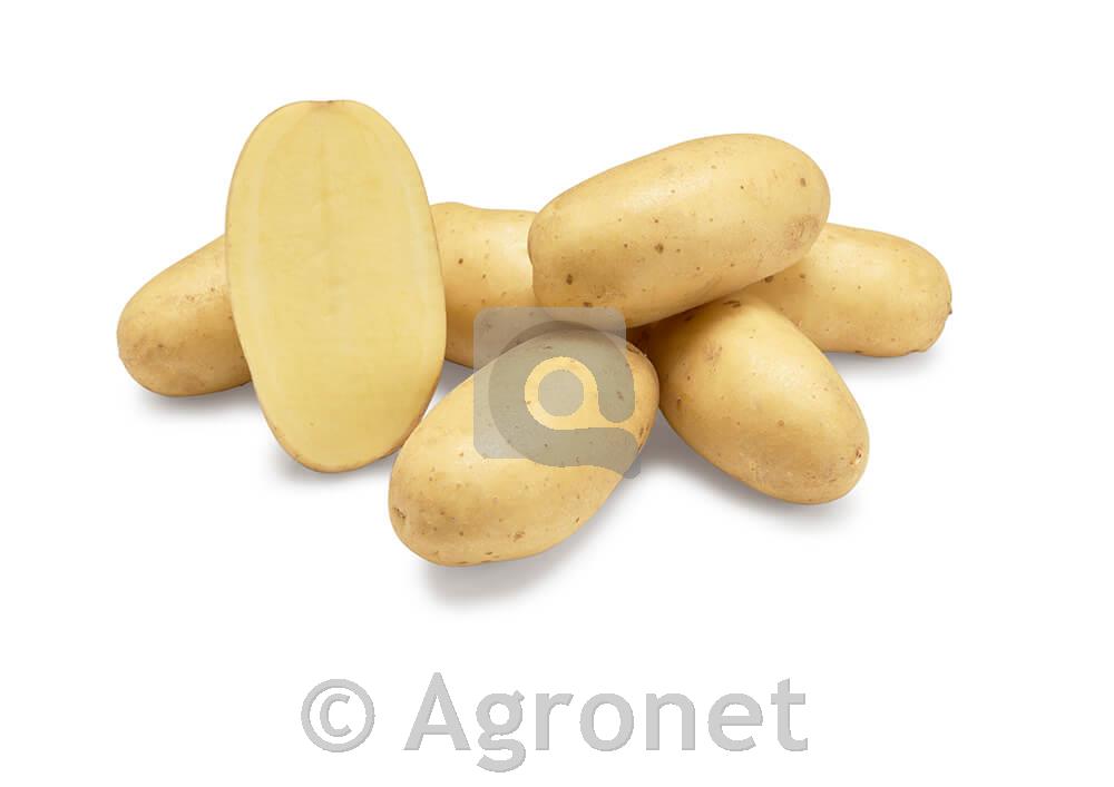 Krompir Levante A 35/55 25 kg