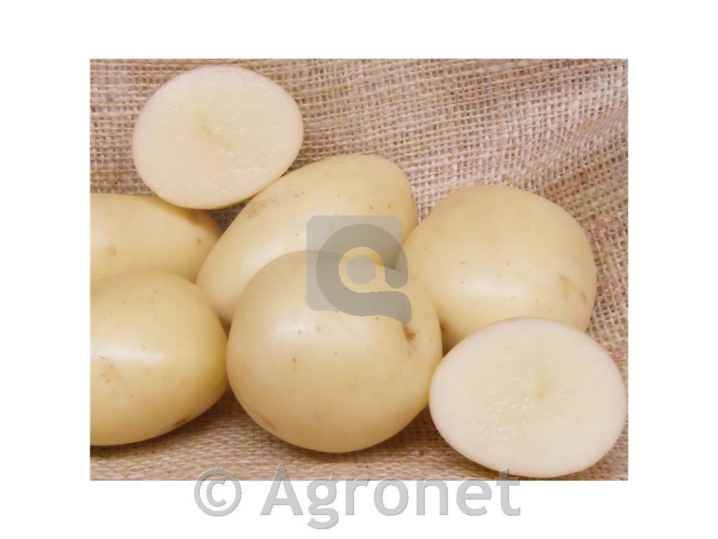 Krompir Gala A 35/55 10KG