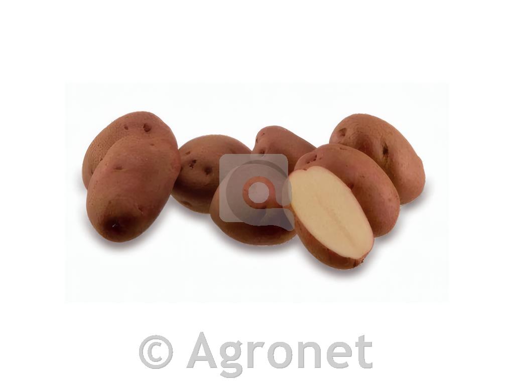 Krompir Rudolph A 35/55 10 kg