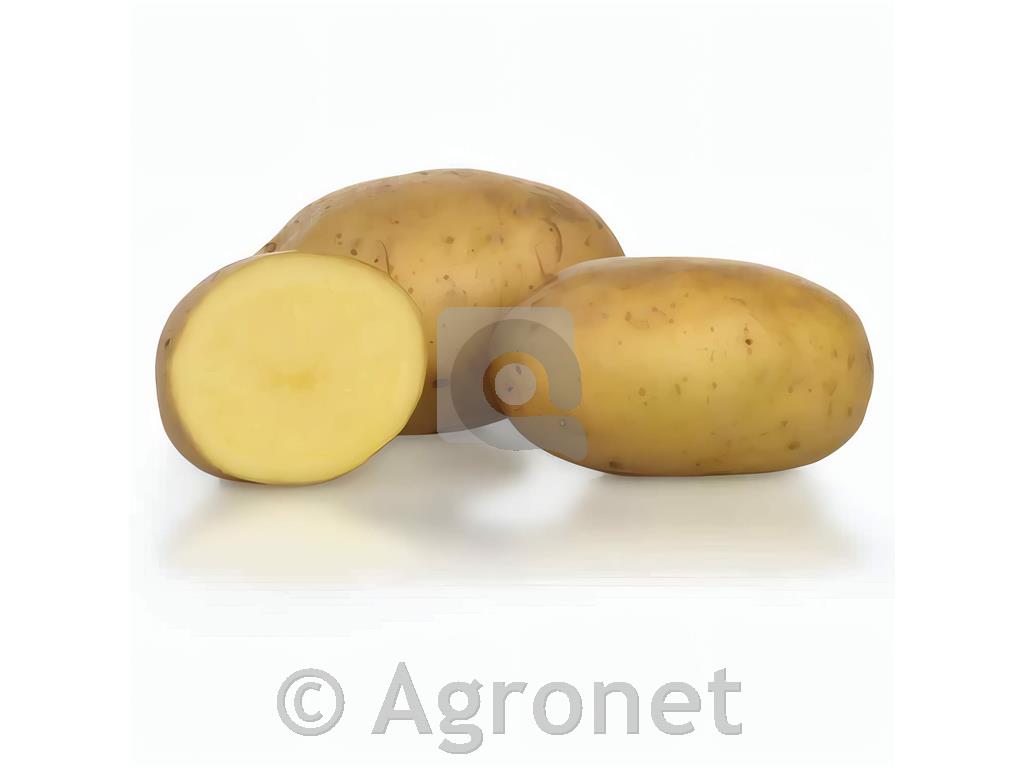 Krompir KIS Razor A 35/55 25kg