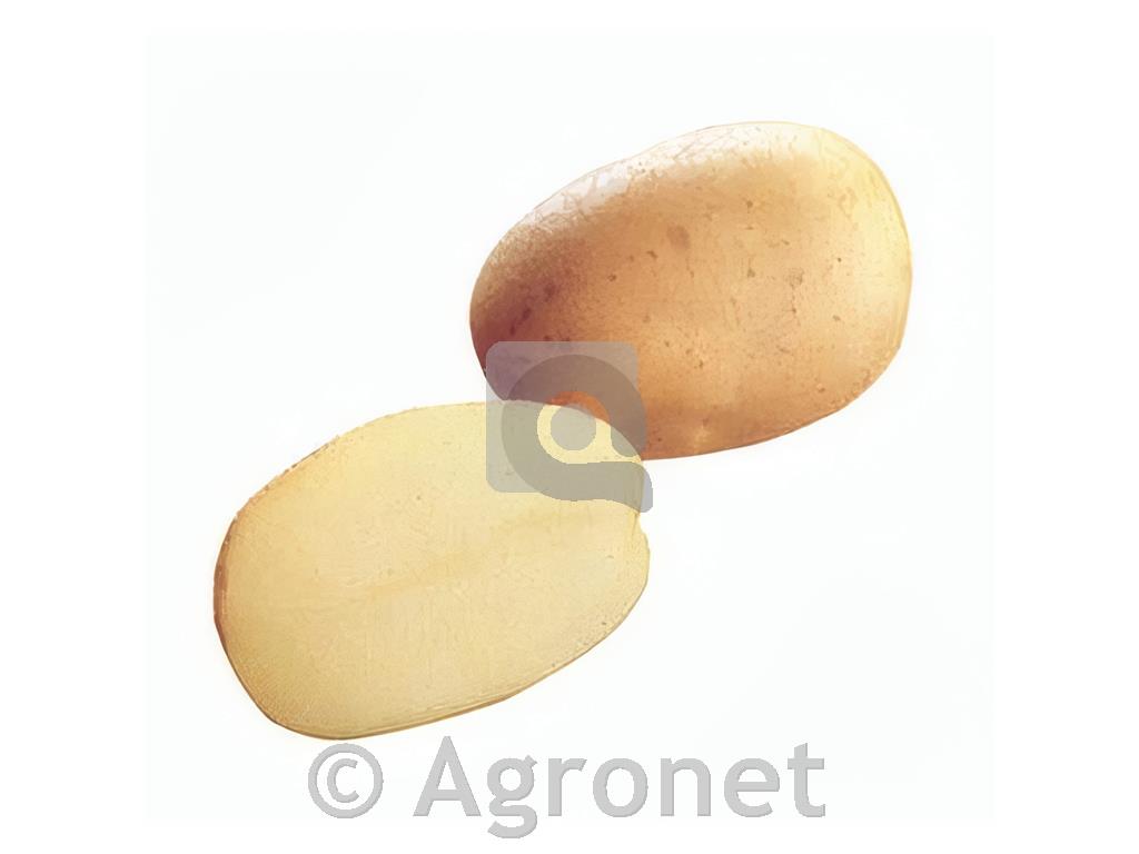 Krompir Constance A 35/55 5 kg