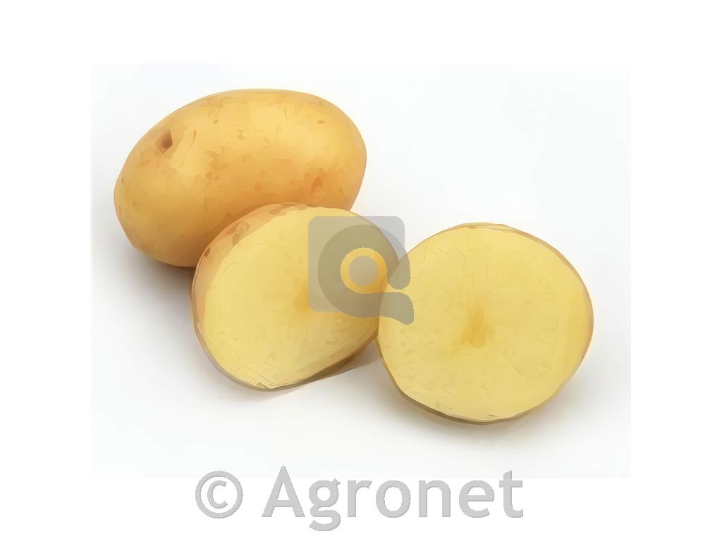 Krompir Maris Bard E 35/55 5kg