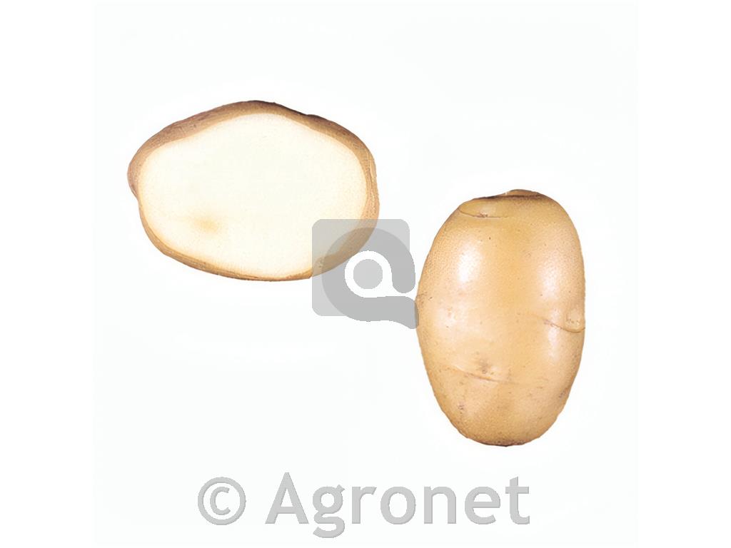 Krompir Jerla A 35/55 25 kg