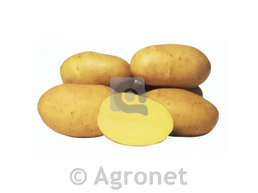 Krompir Kennebec A 28/35 25 kg