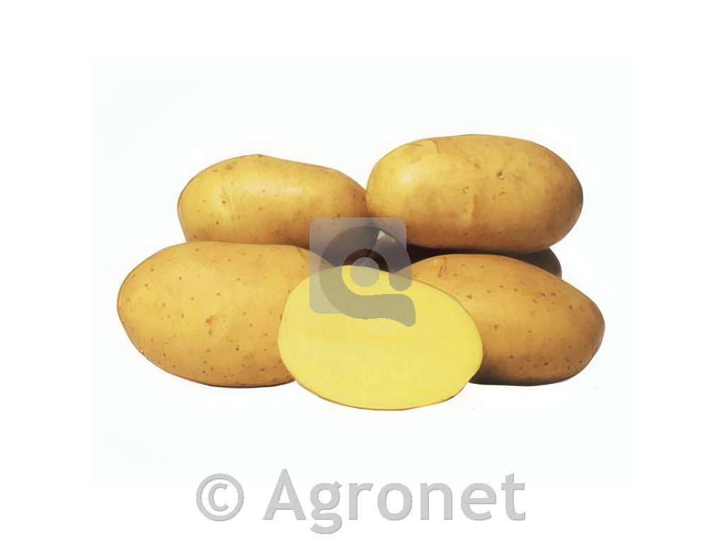 Krompir sorta Kennebec E 35/50 25 kg