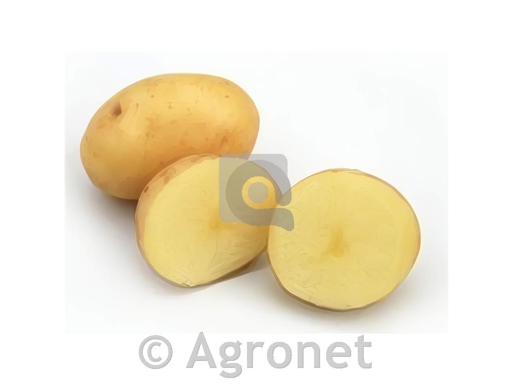 Krompir Maris Bard 80 gomoljev