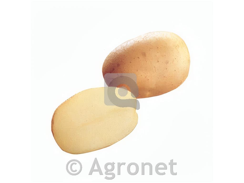 Krompir Constance A28/35 3 kg