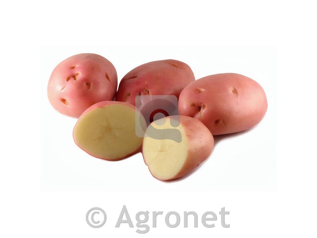 KROMPIR ROMANO E 35/55 25 KG POZEN