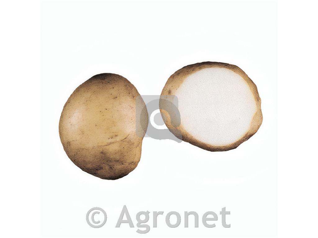 KROMPIR GALA A 35/55 25KG