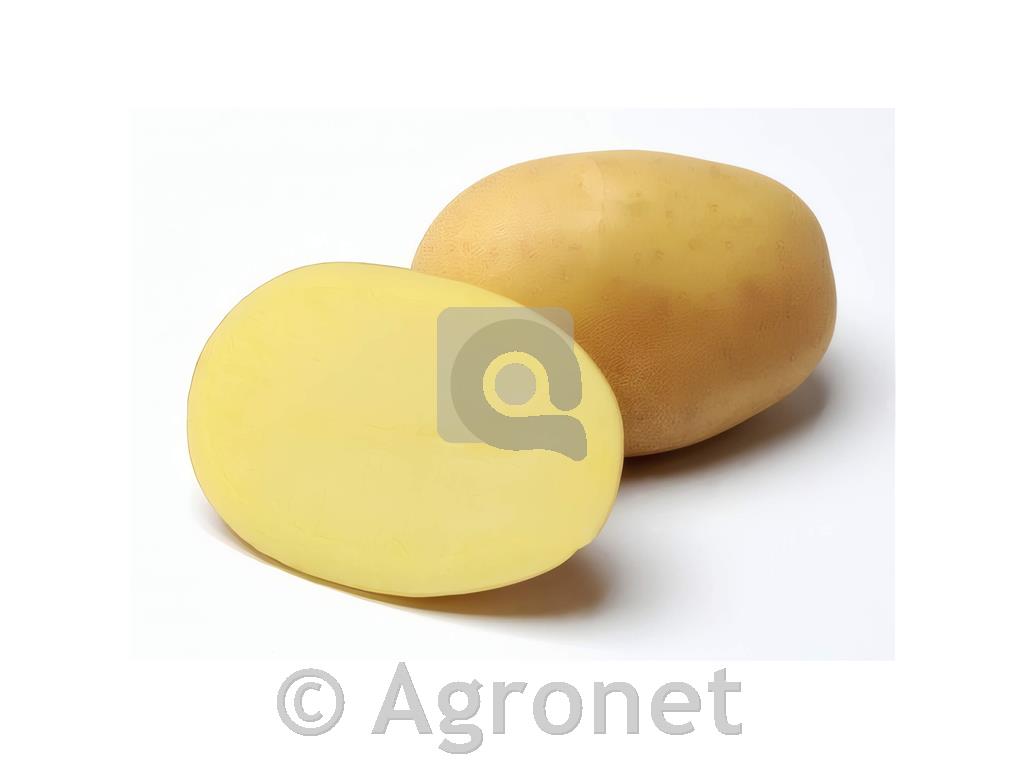 Krompir Jelly A 35/55 10 kg