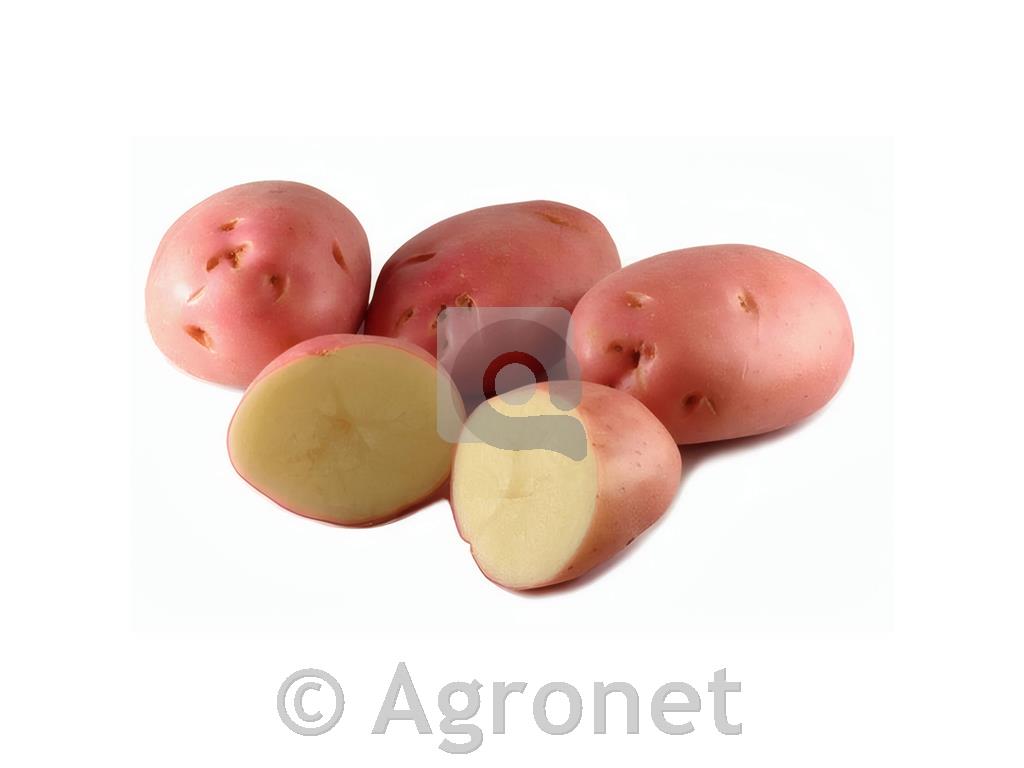 KROMPIR ROMANO A 35/55 10 KG POZEN