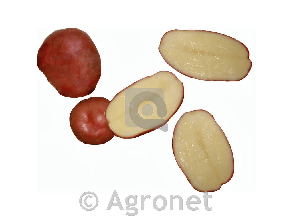 Krompir Evora A 28/35 kg