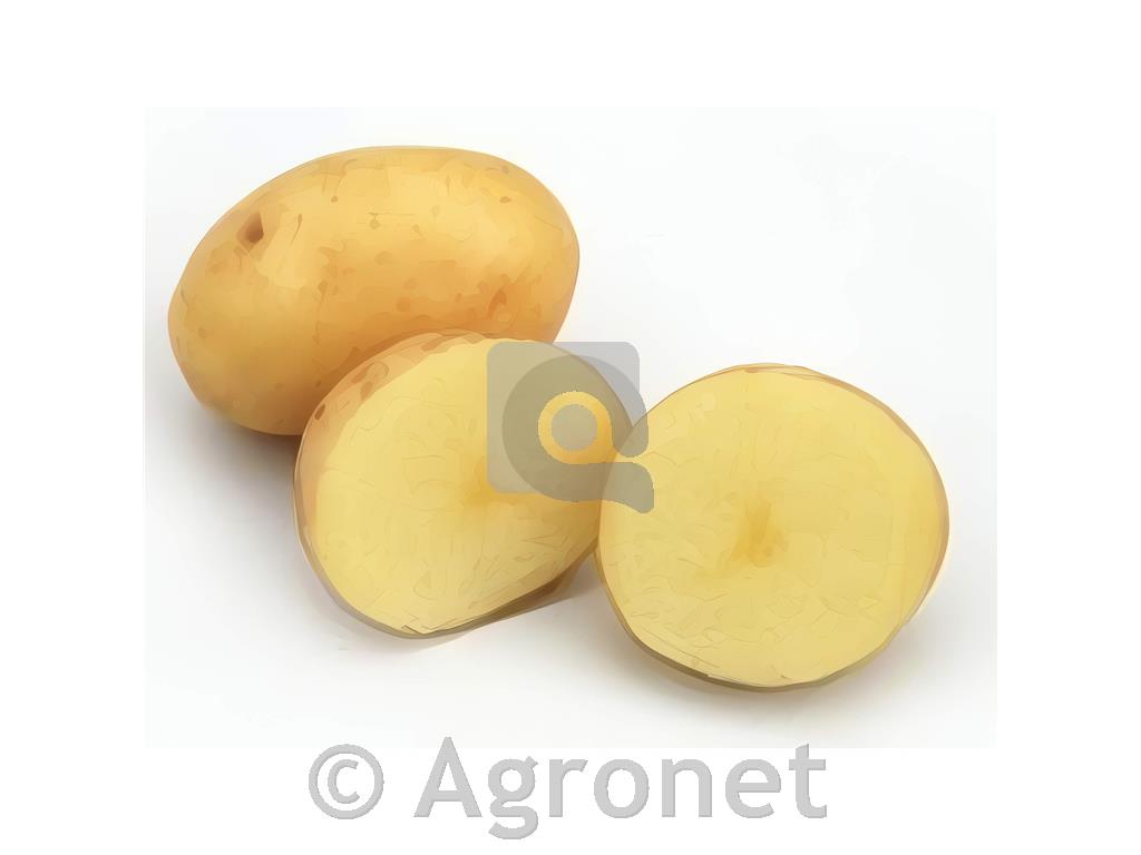 Krompir Maris Bard E 28/35 25kg