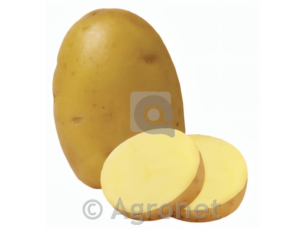 Krompir Primura A 28/35 100 gomoljev