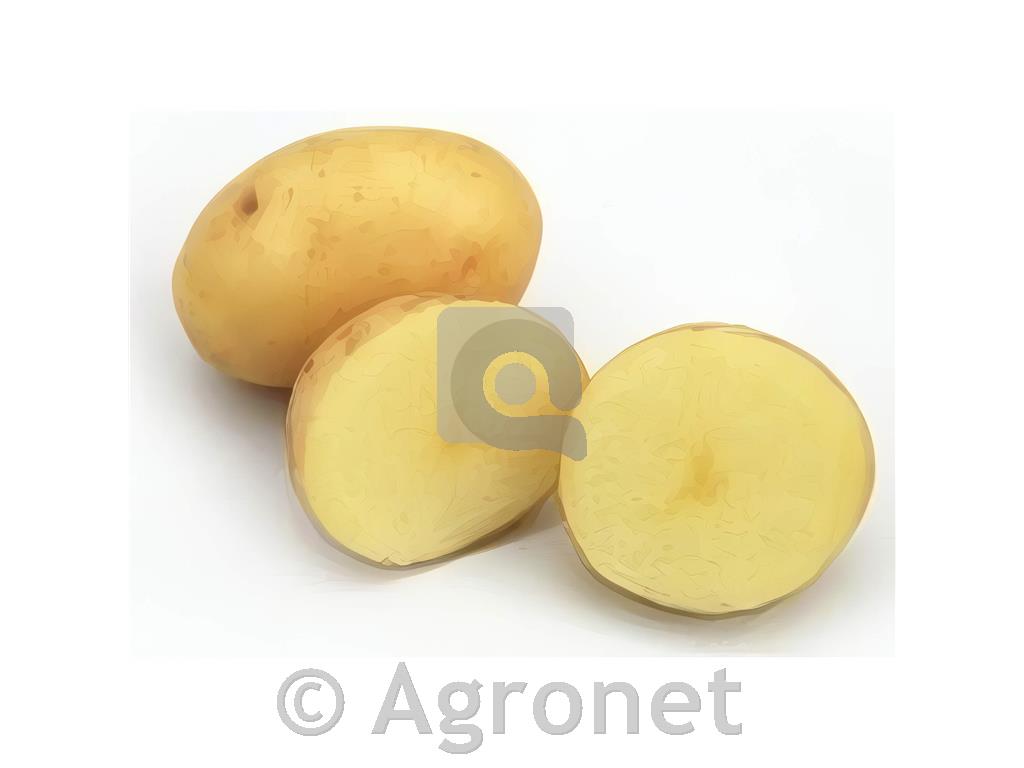 Krompir Maris Bard E 35/55 5 kg