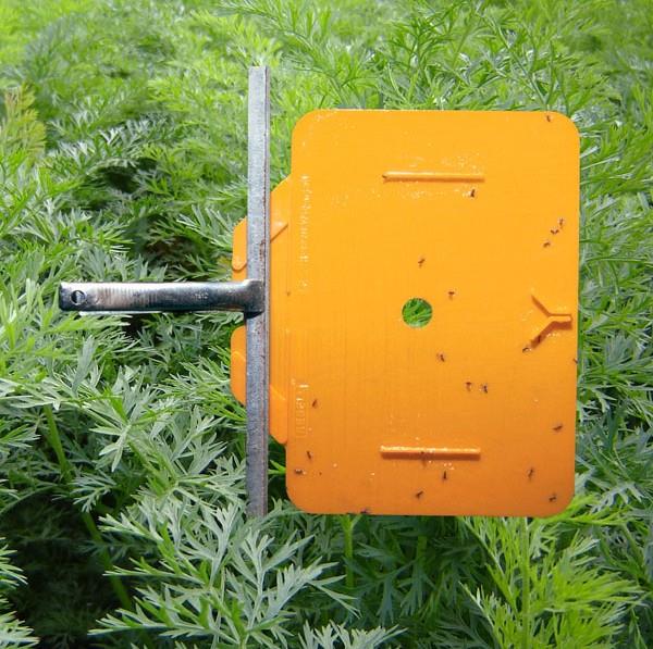 Rebell Orange, 16 plošč