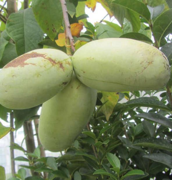 Asimina Triloba Overleese