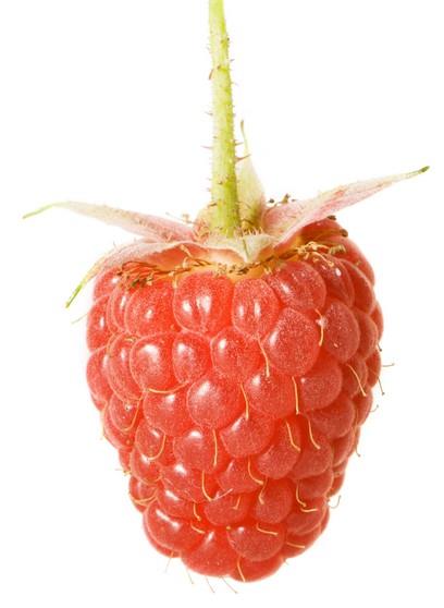 Tayberry (Rubus fruticosus x idaeus)