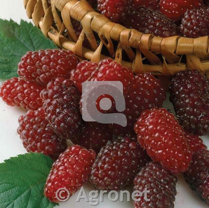 Loganberry