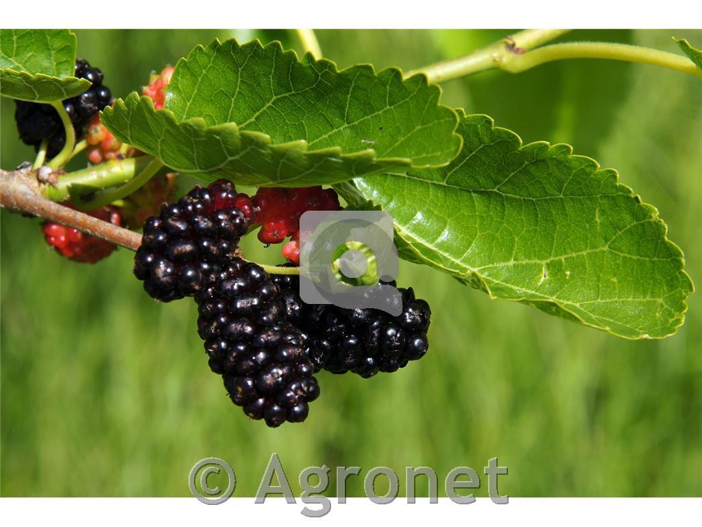 Murva Mojo Berry (pritlikava)