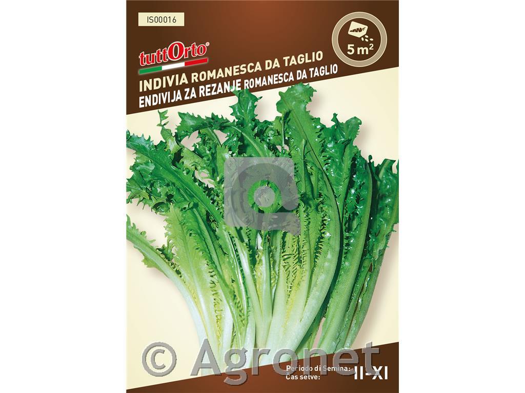 Endivija zarezanje Romanesca, 4