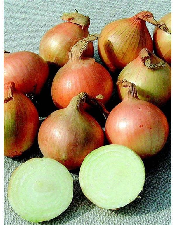Čebulček eko Radar jesenski, 500 g